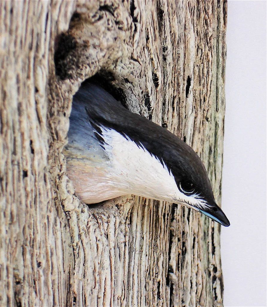 Pygmy Nuthatch "Demi Knot Hole"